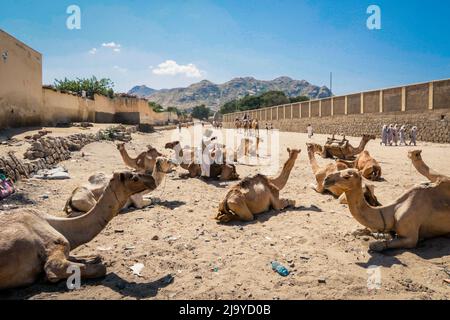 Grand groupe de chameaux africains sur le marché des animaux à Keren, Erythrée Banque D'Images