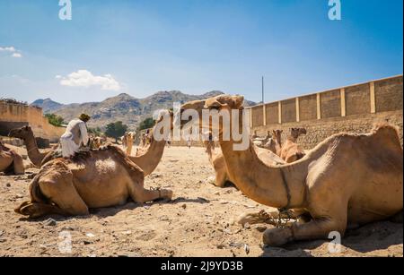 Grand groupe de chameaux africains sur le marché des animaux à Keren, Erythrée Banque D'Images