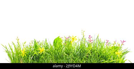 bouquet d'herbe verte et de fleurs sauvages isolées sur blanc Banque D'Images
