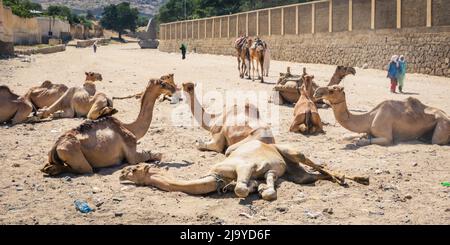 Grand groupe de chameaux africains sur le marché des animaux à Keren, Erythrée Banque D'Images