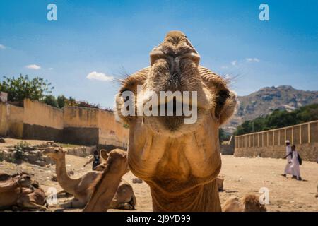Grand groupe de chameaux africains sur le marché des animaux à Keren, Erythrée Banque D'Images