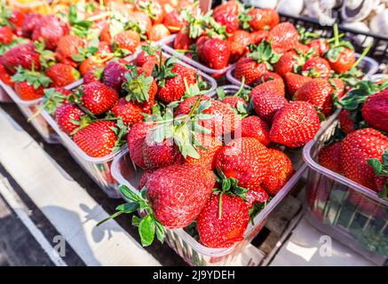Fraises fraîches mûres dans des boîtes en plastique prêtes à être vendues sur le marché agricole local Banque D'Images