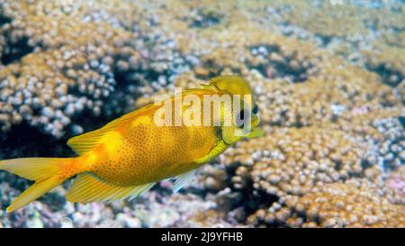 Photo sous-marine de plongée avec tuba ou plongée sous-marine sur le corail marin, spinefoot à pois bleus Banque D'Images