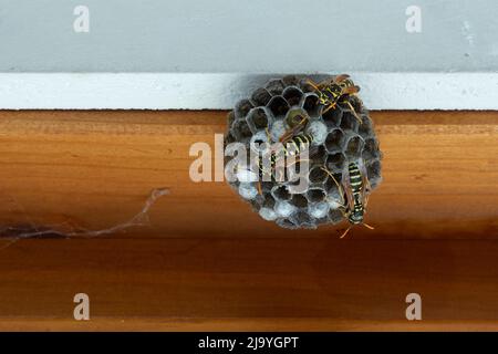 Wasp Nest sur une fenêtre marron révèle avec un mur blanc. Banque D'Images