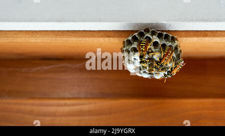 Wasp Nest sur une fenêtre marron révèle avec un mur blanc. Banque D'Images