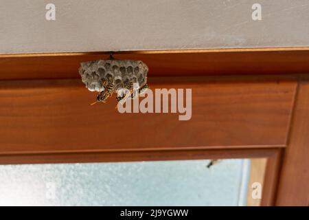 Wasp Nest sur une fenêtre marron révèle avec un mur blanc. Banque D'Images