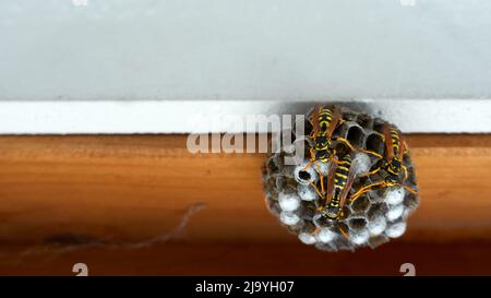 Wasp Nest sur une fenêtre marron révèle avec un mur blanc. Banque D'Images