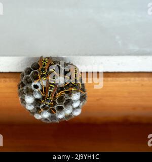 Wasp Nest sur une fenêtre marron révèle avec un mur blanc. Banque D'Images