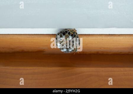 Wasp Nest sur une fenêtre marron révèle avec un mur blanc. Banque D'Images