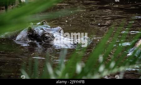 Hippopotame africain dans un marais derrière des feuilles vertes. Banque D'Images