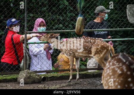 Bandung, Java-Ouest, Indonésie. 26th mai 2022. Les gens visitent la cage des cerfs (Cervidae) dans le jardin logique du zoo de Bandung, Bandung, Indonésie. Bandung Zoo le jardin logique est l'une des destinations touristiques pour passer le week-end en famille. (Credit image: © Algi Febri Sugita/ZUMA Press Wire) Credit: ZUMA Press, Inc./Alamy Live News Banque D'Images