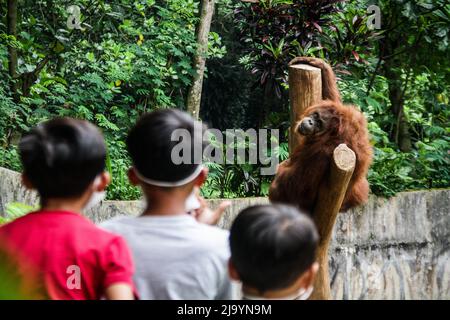 Bandung, Java-Ouest, Indonésie. 26th mai 2022. L'orangutan sumatra (Pongo abelli) est vu dans le jardin logique du zoo de Bandung, Bandung, Indonésie. Bandung Zoo le jardin logique est l'une des destinations touristiques pour passer le week-end en famille. (Credit image: © Algi Febri Sugita/ZUMA Press Wire) Credit: ZUMA Press, Inc./Alamy Live News Banque D'Images