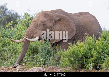 Un gros éléphant d'Afrique (Loxodonta africana) prenant un bain de sable. Banque D'Images