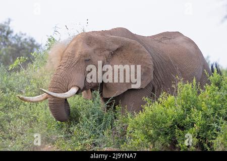 Un gros éléphant d'Afrique (Loxodonta africana) prenant un bain de sable. Banque D'Images