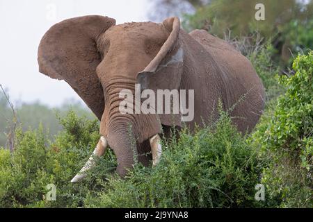 Un gros éléphant d'Afrique (Loxodonta africana) prenant un bain de sable. Banque D'Images