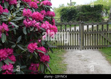 Rhododendron par les portes Banque D'Images