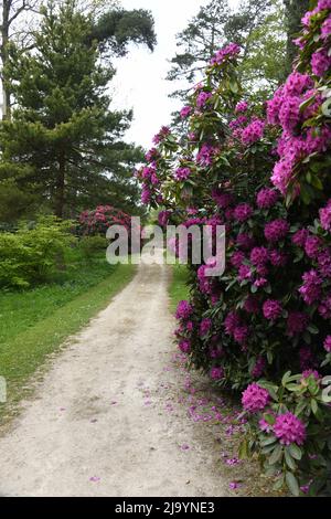 Rhododendron par les portes Banque D'Images