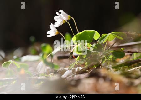 L'oxalide commun (Oxalis acetosella) Banque D'Images