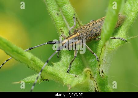 Gros plan détaillé sur un coléoptère de longhorn à fleurs dorées Agapanthia villosoviridescens assis dans sa plante hôte, un chardon dans le champ Banque D'Images