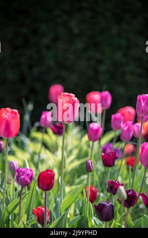 Tulipes colorées dans un jardin de fleurs Banque D'Images