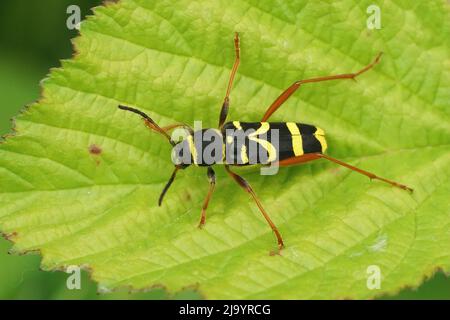 Gros plan sur une guêpe noire et jaune colorée imitant le longicorne , Clytus arietis assis sur une feuille verte Banque D'Images