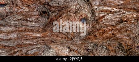 Écorce sur le tronc d'un arbre de séquoia en gros plan Banque D'Images