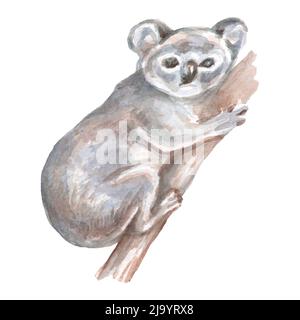 Koala animaux Australie oiseaux aquarelle illustration dessinée à la main séparément sur fond blanc nature Banque D'Images