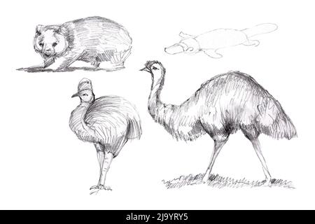 Animaux Australie illustration graphique dessin à la main koala ostrich emu isolé sur fond blanc ensemble Banque D'Images