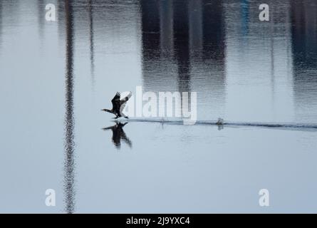 Grand Cormorant, Phalacrocorax carbo, décollage, de l'eau, estuaire de Wyre, ROYAUME-UNI Banque D'Images