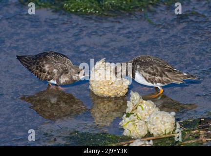 Paire de Turnstone, Arenaria interprés, dans le plumage non reproductrice, se nourrissant sur la masse d'oeufs de la Whelk à duvet, Buccinum undatum, Morecambe Bay, Royaume-Uni Banque D'Images