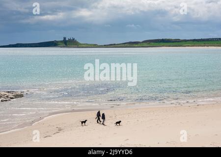 Randonnée sur la plage de Northumberland, vue à la fin du printemps d'un couple marchant leurs chiens sur la plage pittoresque d'Embleton Bay, Northumberland, Angleterre, Royaume-Uni Banque D'Images