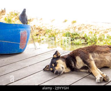 Le chien est couché sur le sol par temps chaud, à côté de lui le pigeon boit de l'eau d'un baril Banque D'Images