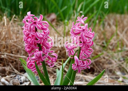 Jacinthus orientalis dans le jardin, jacinthe commune au printemps. Motif floral, fond naturel. Fleur rose, plante en croissance. Mise au point sélective. Banque D'Images