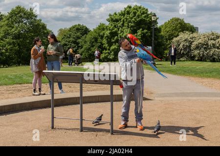 Un homme donne des dents à ses aras magnifiquement colorés après les avoir laissé voler librement autour d'un parc urbain. Banque D'Images