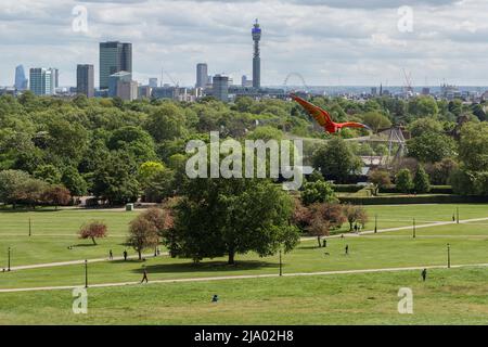 Une Macaw Scarlet vole librement sur Primrose Hill. En arrière-plan, on peut voir les gratte-ciel du centre de Londres. Banque D'Images