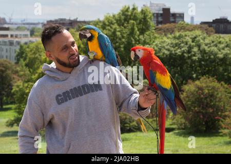 Un homme tient ses aras magnifiquement colorés après les avoir laissé voler librement autour d'un parc urbain. Banque D'Images