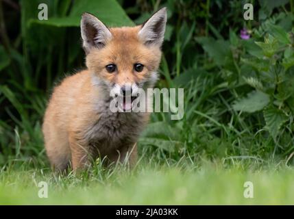 Un jeune renard roux sauvage (Vulpes vulpes) sur le bord de son den, Warwickshire Banque D'Images
