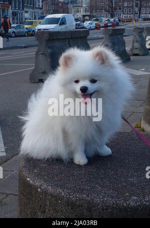 MEILLEURE QUALITÉ DISPONIBLE distribution familiale sans date d'Archie, un Pomeranien qui a été gardé en quarantaine au Royaume-Uni pendant sept semaines après que l'homme britannique Mike Haley, 61 ans, a fui Kiev avec sa famille et le chien. Date de publication : jeudi 26 mai 2022. Banque D'Images