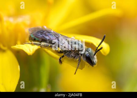 Gros plan d'une petite abeille en bronze (Halictus sp) reposant paisiblement sur une fleur. Photographié à Nosen's point près de Seaham, comté de Durham, Royaume-Uni. Banque D'Images