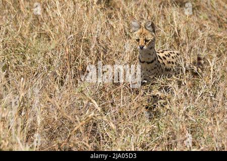 Un chat sauvage servile (Leptalurus serval) debout dans la prairie du Parc national du Serengeti central, Tanzanie, Afrique. Banque D'Images
