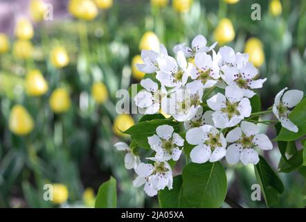 Fleurs de poire blanche aux étamines roses sur fond de tulipes jaunes. Banque D'Images