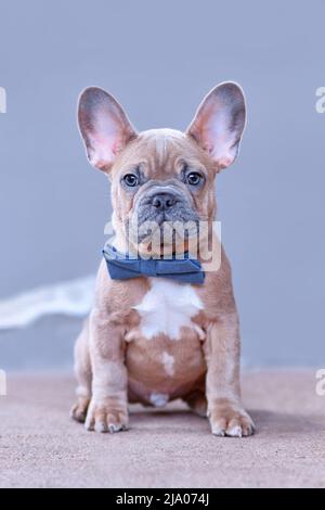 Bleu rouge fauve chien Bulldog chiot avec noeud bleu à l'avant du mur gris Banque D'Images