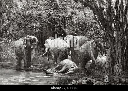 Éléphants sauvages dans le Mékong, Champassak. Laos. Asie du Sud-est. Le Laos et les populations sauvages de l'Indo-Chine par le docteur Harman 1877 Banque D'Images