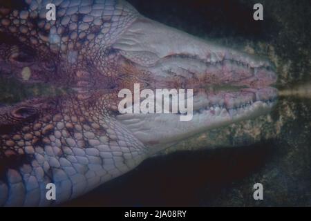 Crocodile dans la réflexion. Gros plan. Gros crocodile préhistorique d'amphibiens dans l'eau Banque D'Images