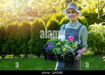 jardinier femme souriante tenant une caisse avec des fleurs ornementales colorées. services de jardinage. espace de copie Banque D'Images