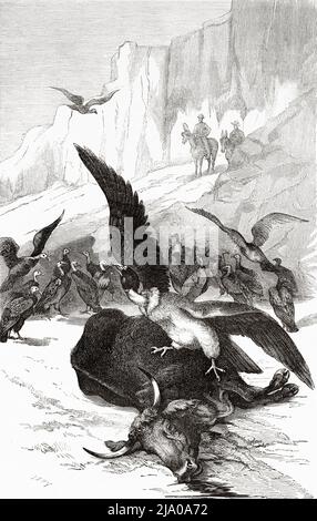 Le roi vautour (Sarcoramphus papa) Condor mangeant une vache morte dans la Quebrada de Guatavita, département de Tolima. Colombie, Amérique du Sud. Voyage à travers l'Amérique équinotiale 1875-1876 par Edward François Andre. Le Tour du monde 1879 Banque D'Images