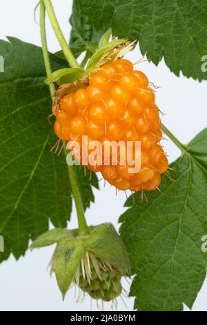 Une seule framboise jaune mûre douce, Rubus idaeus, et les feuilles de gros plan Banque D'Images