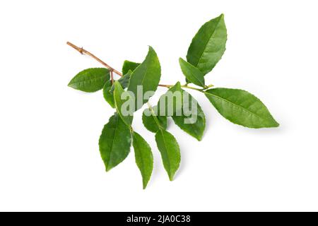 Branche d'une plante de thé, Camellia sinensis, isolée sur fond blanc Banque D'Images