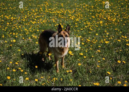 Le Berger allemand se dresse dans le champ des pissenlits jaunes le jour ensoleillé du printemps et pose. Chien domestique de pur-sang parmi les fleurs sauvages. Vue de dessus. Banque D'Images