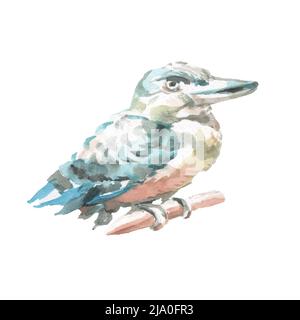 Kookaburra oiseau Australie nature sauvage aquarelle illustration élément isolé dessiné à la main sur fond blanc mignonne bébé images images Banque D'Images